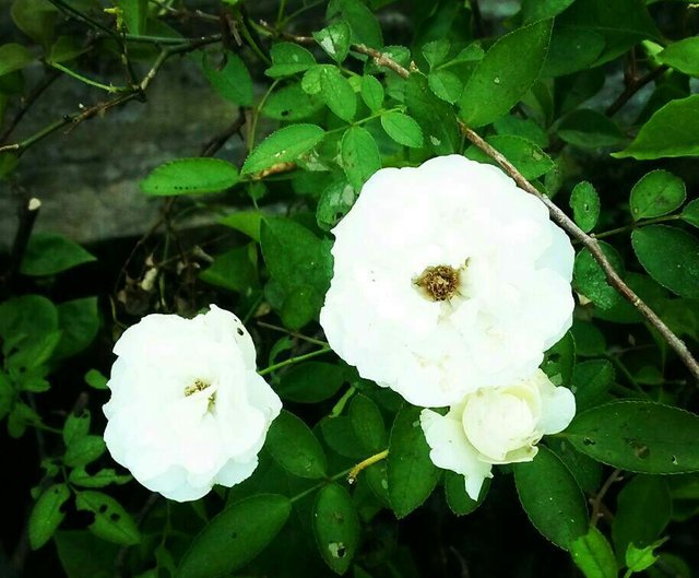 https://s3.us-east-2.amazonaws.com/partiko.io/img/zharifa-the-story-of-white-flower-kisah-sang-bunga-putih-1533699259260.png