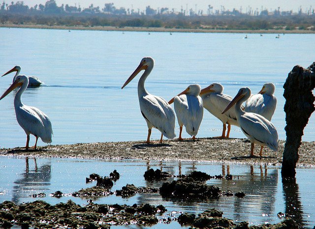 pelicans