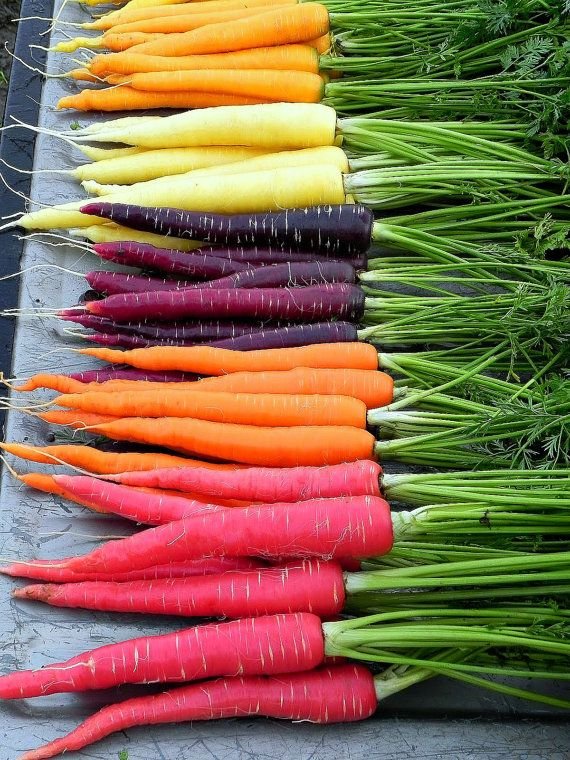 carrot varieties.jpg