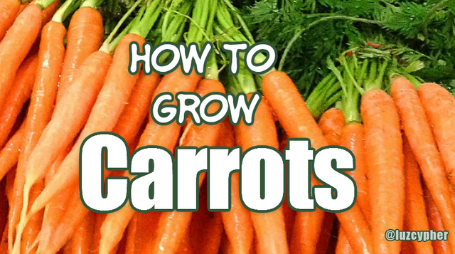 how to grow carrots.png