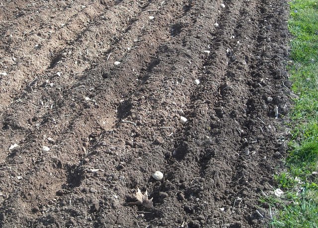 potato planting.jpg