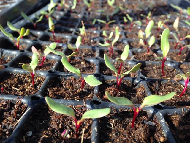 beet seedling trays.jpg