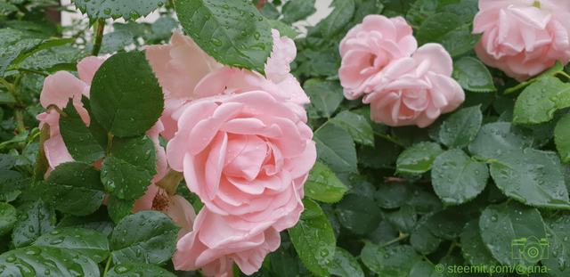 After The Rain 5 - Pink Rose