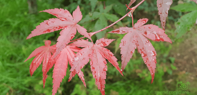 After The Rain 7 - Red Leaves