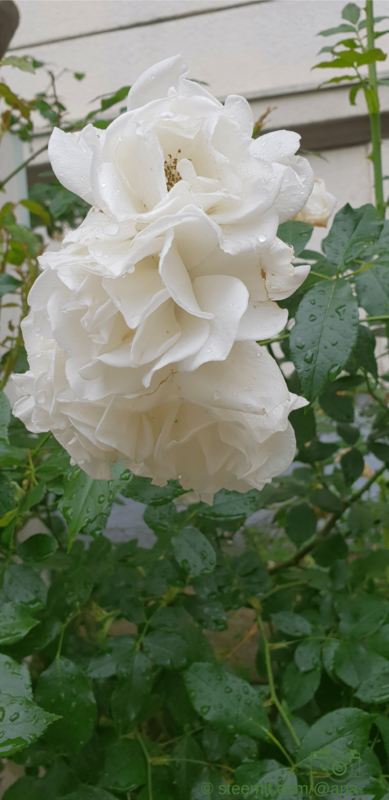 After The Rain 3 - White Rose