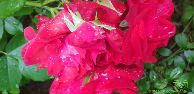 After The Rain 4 - Red Rose