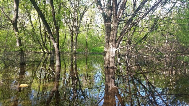 picture of a swamp