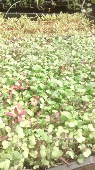 microgreen starts.jpg