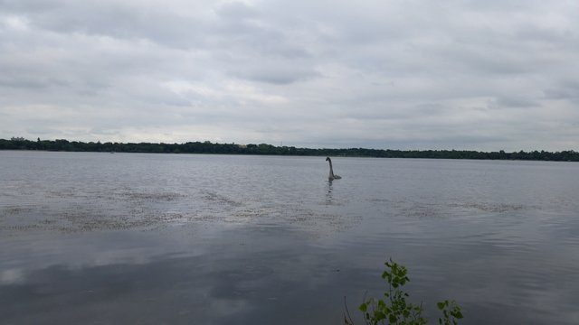 lochness monster at lake calhoun