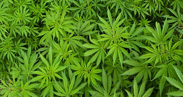 cannabis-new-web