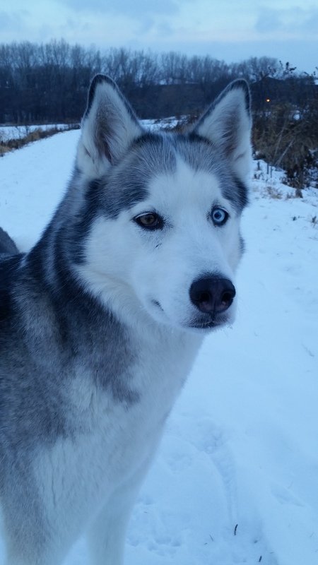 my dog sky in the snow