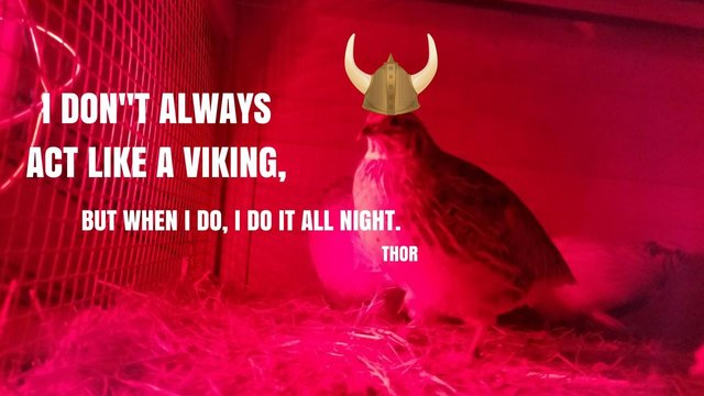 I_DON_T_ALWAYSACT_LIKE_A_VIKING.jpg