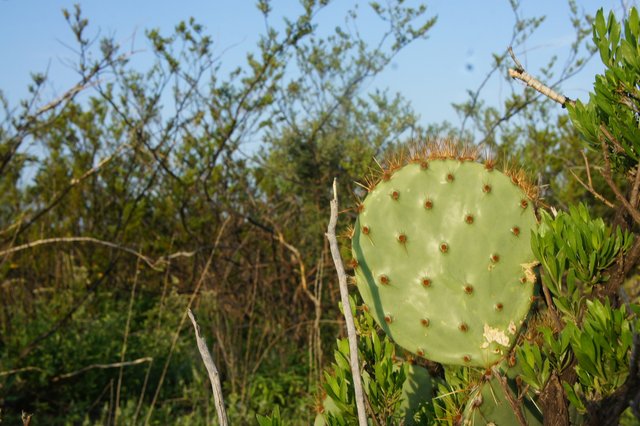 Desert foliage with big cactus paddle in the foreground