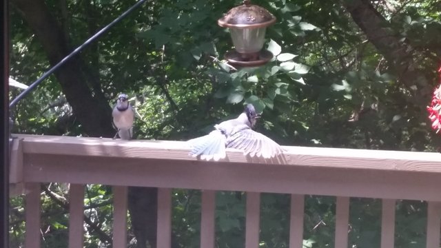 blue jays sun bathing