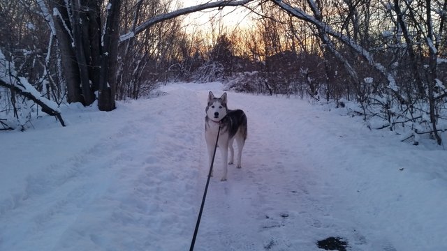 sunset in the snow