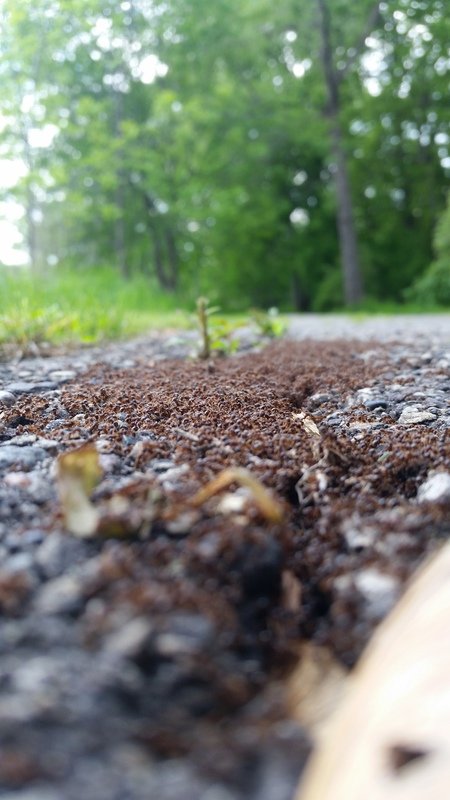 close up photo of ants