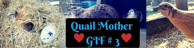 Quail_Mother_GIF_3.png