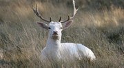 Image of White Stag