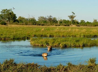 safari-in-the-mighty-okavango-delta