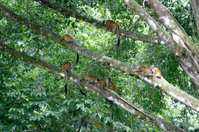 costa-rica-gang-of-monkeys.jpg