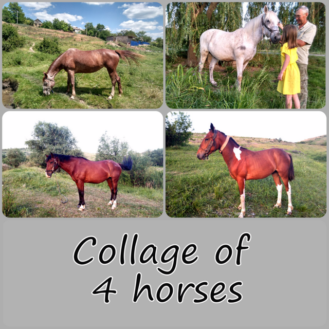 MyCollages4horse.png