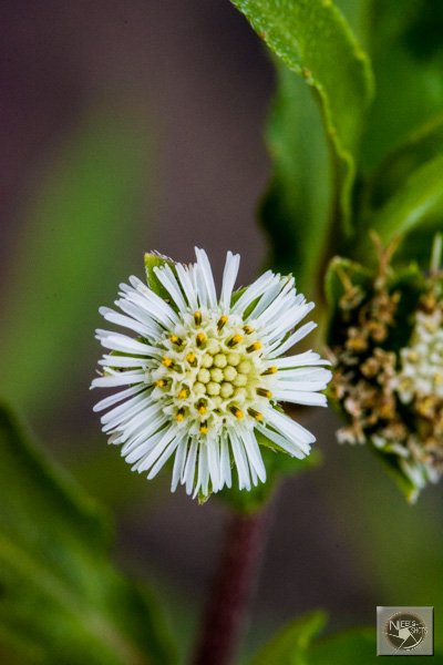 eclipta alba flower