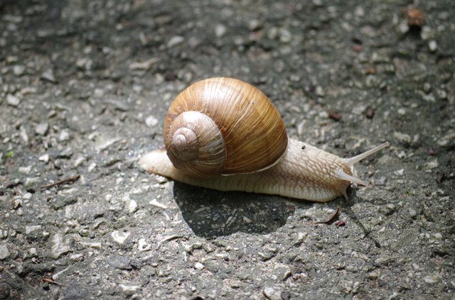 Snails pace