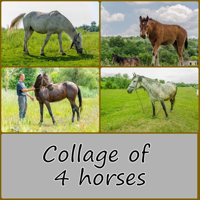 MyCollages_horse5.jpg