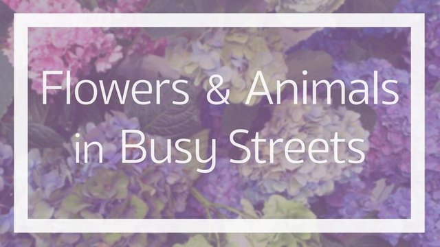 看花看鳥看金魚鬧市中的動植物街flowers And Animals In Busy Streets