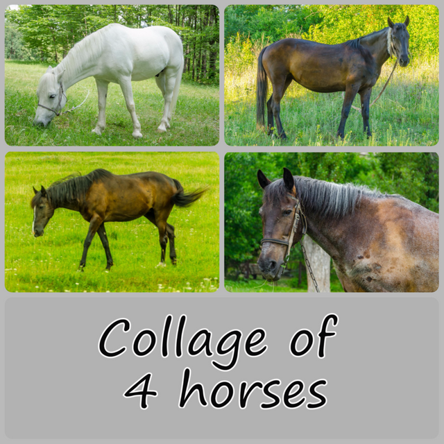 MyCollages_horse4.png