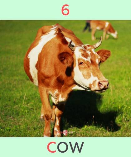 visual major system 6