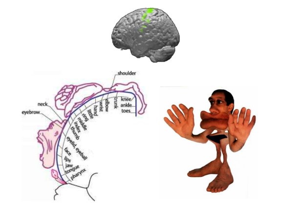 Somatopic representation_humunculus_motor cortex.jpg