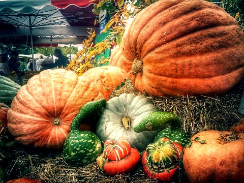 Pumpkin_veg_480.jpg