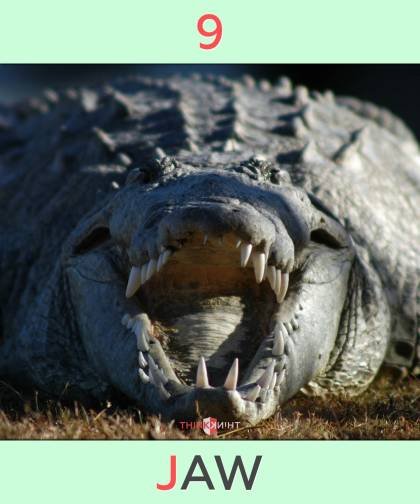 visual major system 9