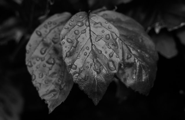 beech_leaves_with_raindrops_720.jpg