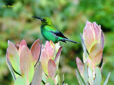 Malachite_Sunbird_S_480.jpg