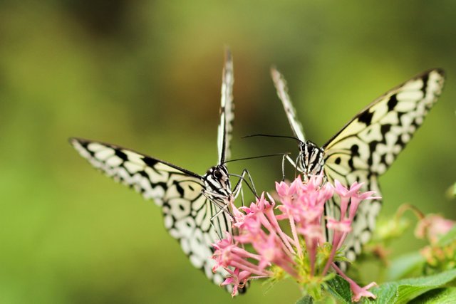 butterfly_pair_720.jpg