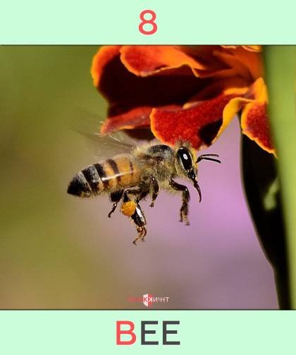 visual major system 8