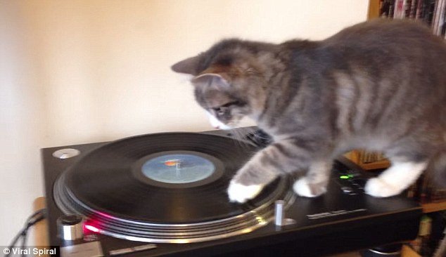 cat scratching record.jpg