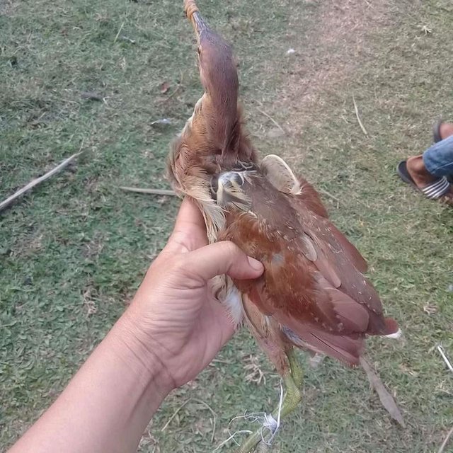 Burung Sawah Steemit