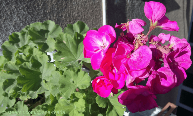 Geranium-Pelargonia