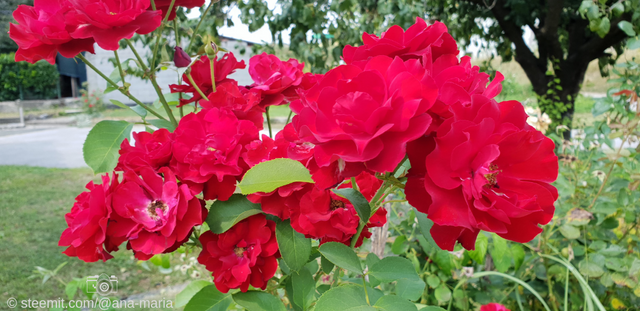 Red Roses