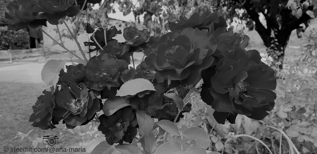 Red Roses in Black and White