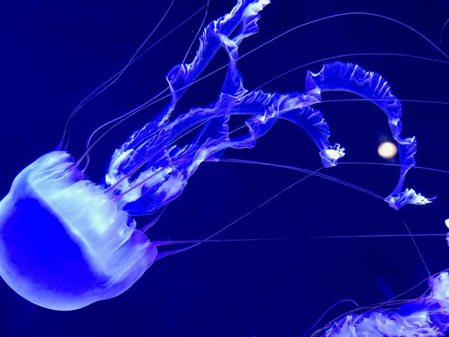 jellyfish4.jpg