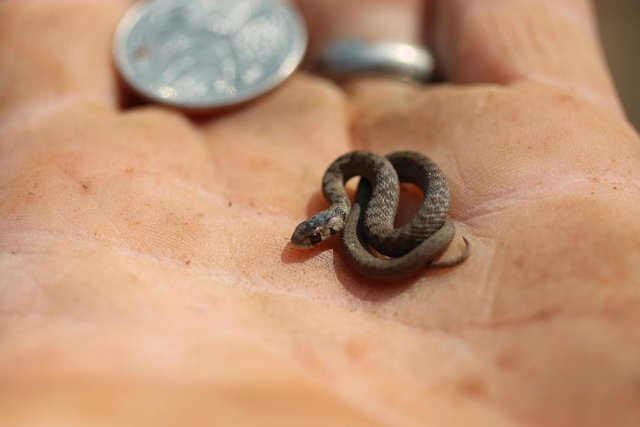 Baby snake tiny Baby Copperhead