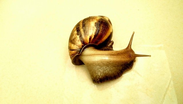 snail-by-lawozee-1.jpg