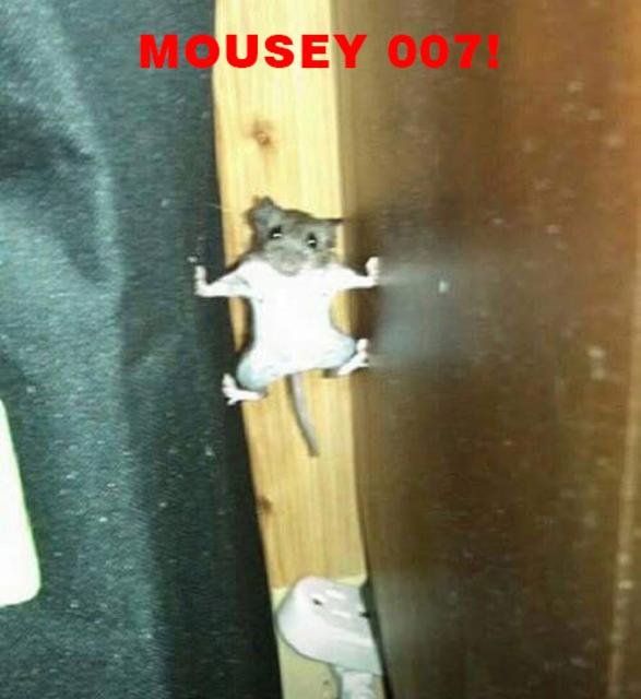 mousey_007.jpg