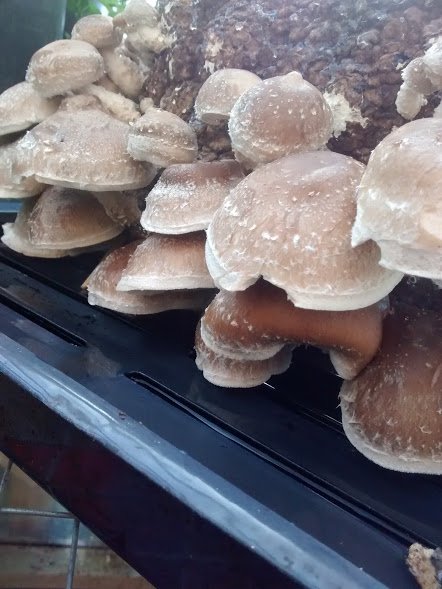 Shiitake mushrooms fruiting.jpg