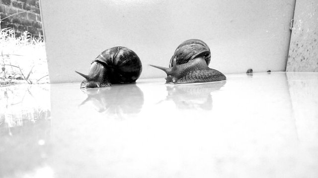 snail-by-lawozee-6.jpg