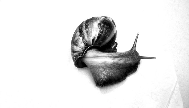 snail-by-lawozee-1-bw.jpg
